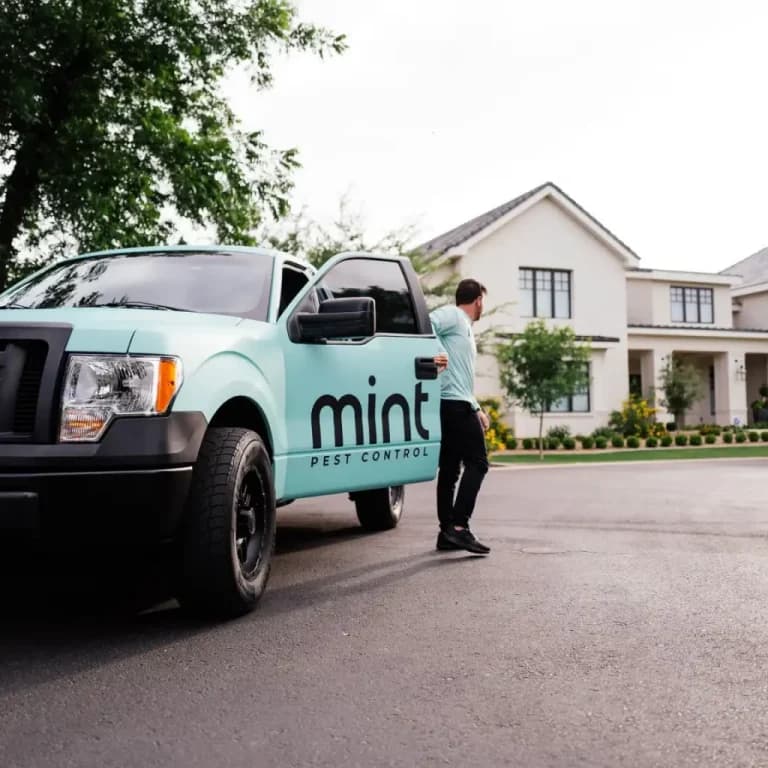 Mint Pest Control website design web development Mint Pest Control website design web development case study
